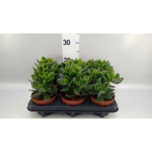 Crassula  'Hulk'