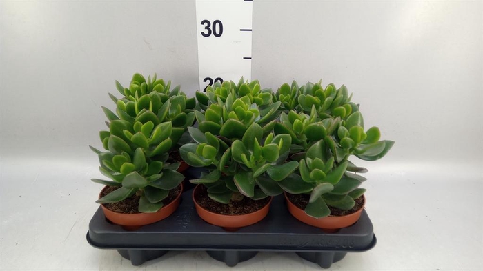 <h4>Crassula  'Hulk'</h4>