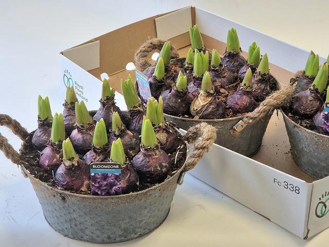 <h4>ARR HYACINTH</h4>