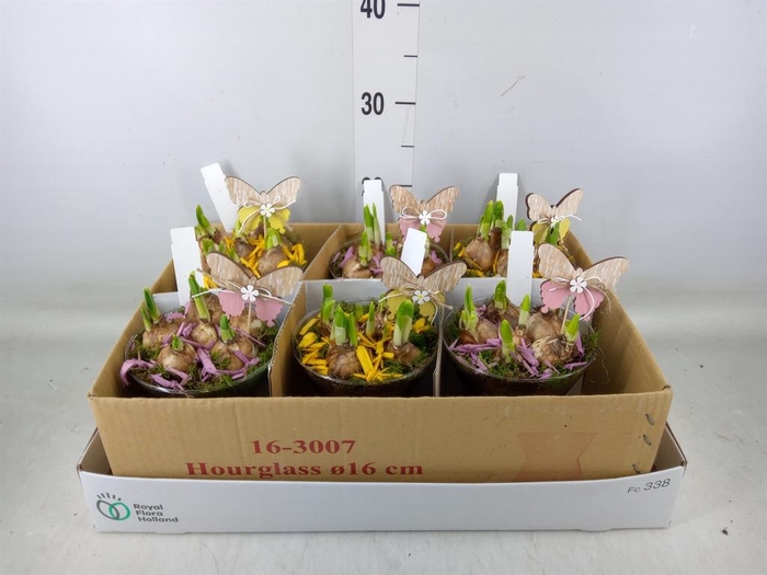 <h4>Arr. Narcissus</h4>