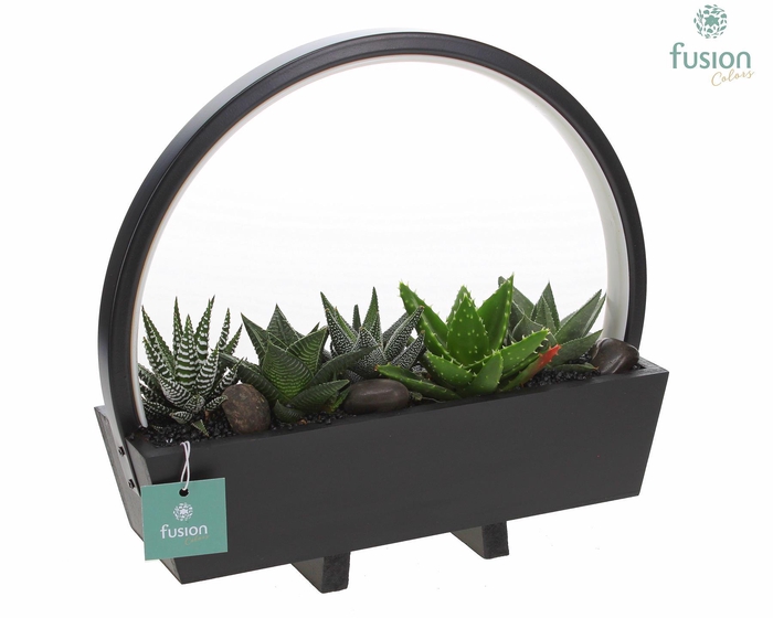 <h4>Lamp LED boog hout met Haworthia mix</h4>