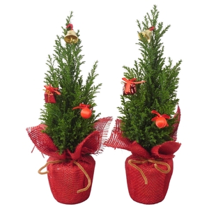 PTK25134 Ellwoodii in jute met decoratie