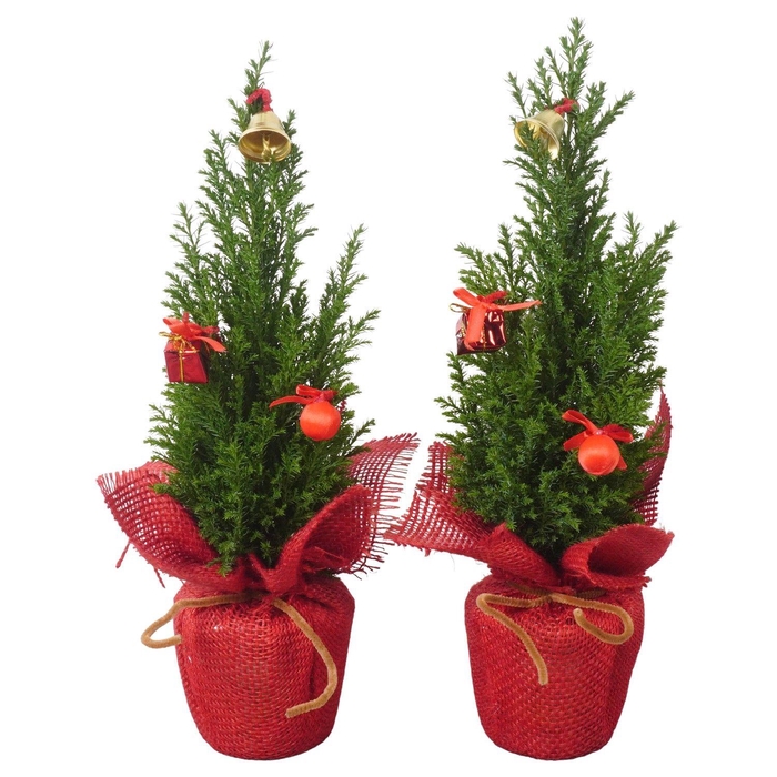 <h4>PTK25134 Ellwoodii in jute met decoratie</h4>