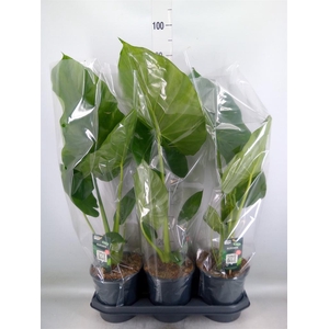 Alocasia macrorrhizos