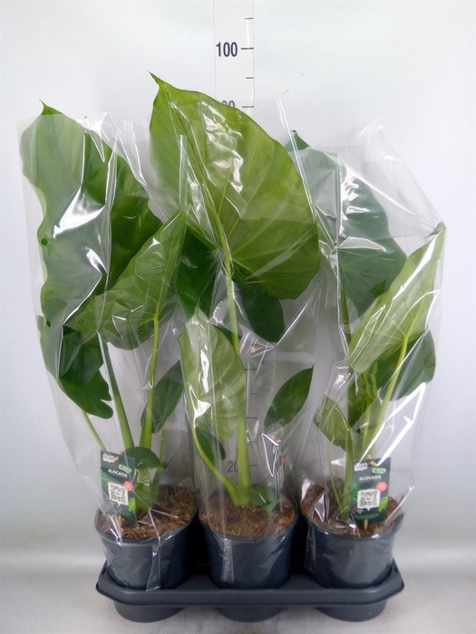 <h4>Alocasia macrorrhizos</h4>