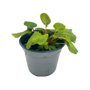 Rheum palmatum