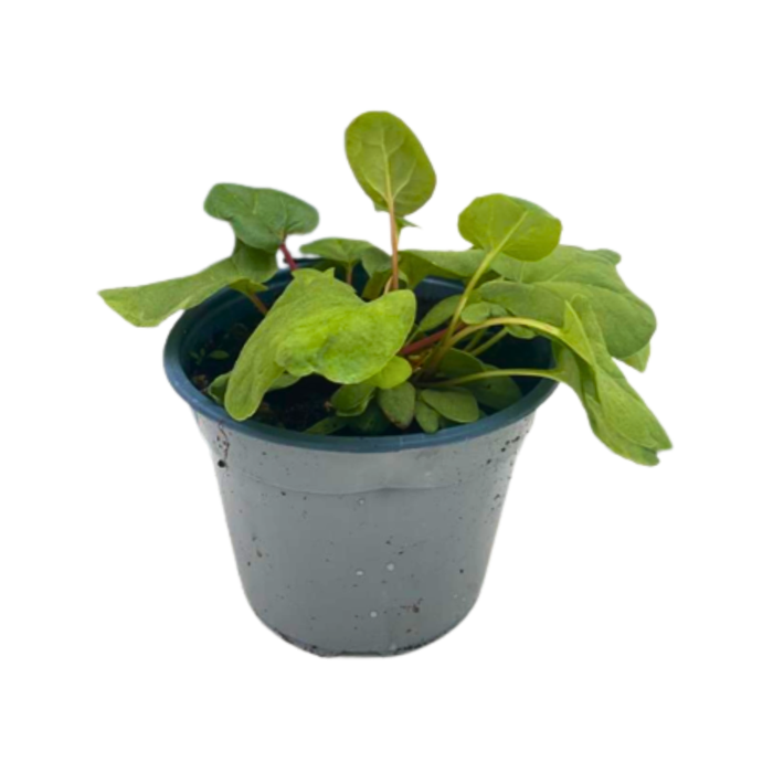 <h4>Rheum palmatum</h4>