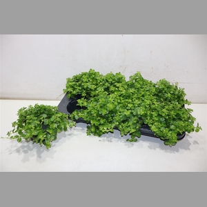 Pep Rotundifolia