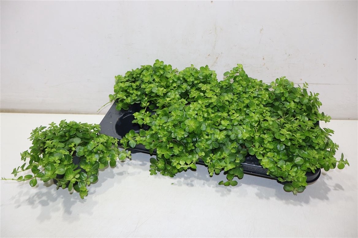 <h4>Pep Rotundifolia</h4>