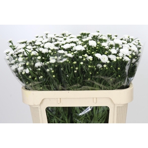 Aster Pretty Wendy