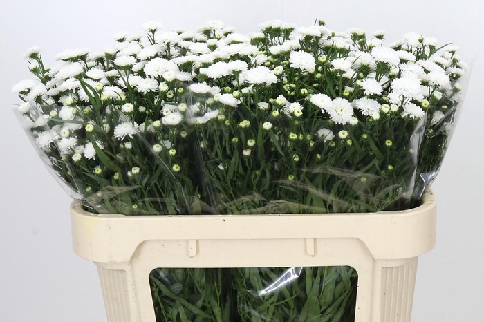 <h4>Aster Pretty Wendy</h4>