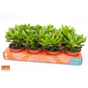 arr8 Crass Magical Tree