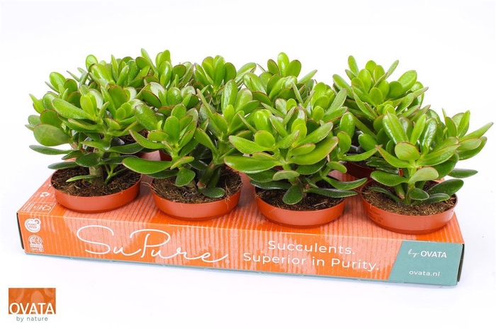 <h4>Crass Magical Tree</h4>