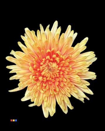 <h4>Chr G Topspin Sunshine</h4>