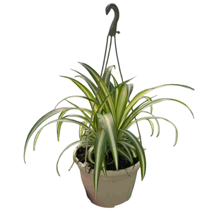 Chlorophytum gemengd