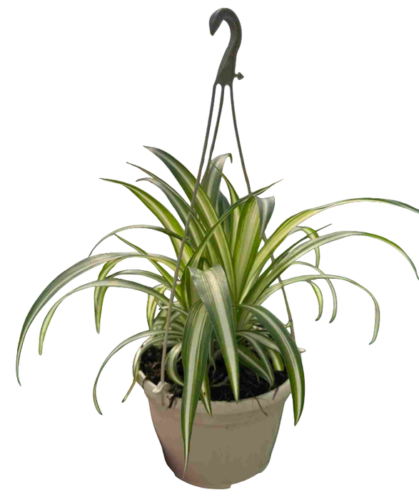 <h4>Chlorophytum gemengd</h4>