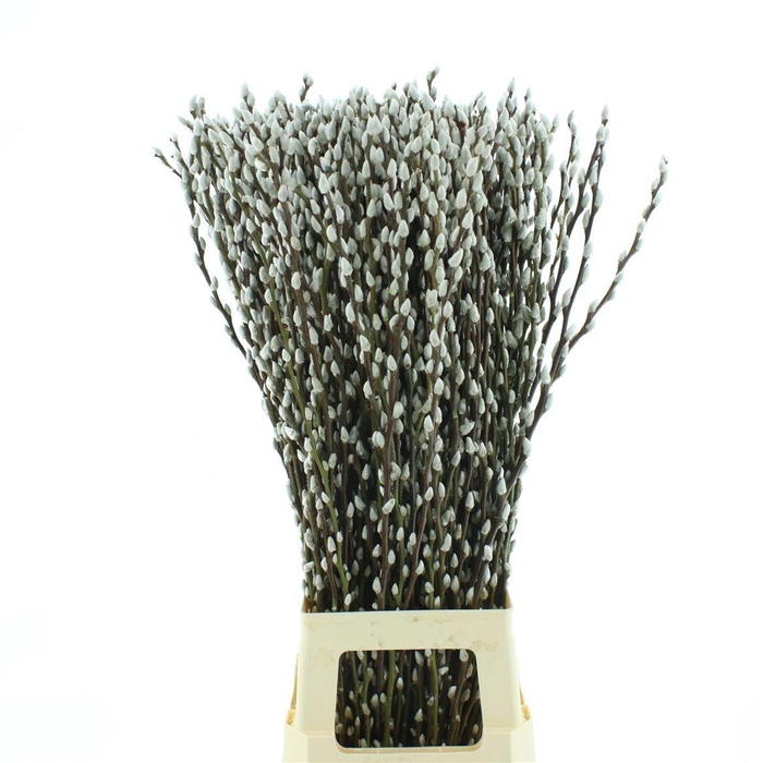 <h4>SALIX CA SNOW FLAKE</h4>