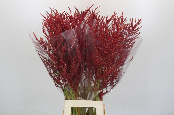Bromelia Red Paloma