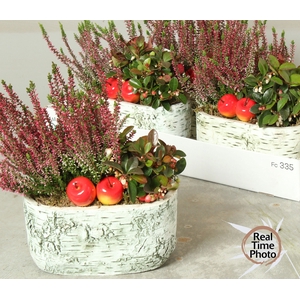 ARR TUINPLANTEN