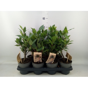 Laurus nobilis