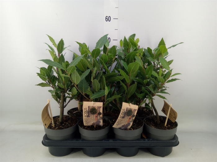 <h4>Laurus nobilis</h4>
