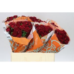 Rosa Tr Rubicon