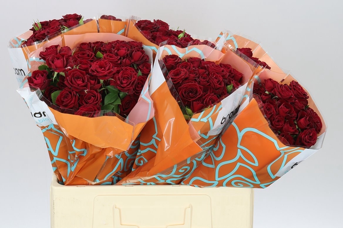 <h4>Rosa Tr Rubicon</h4>
