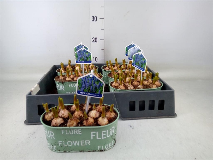 <h4>Arr. Muscari L%</h4>