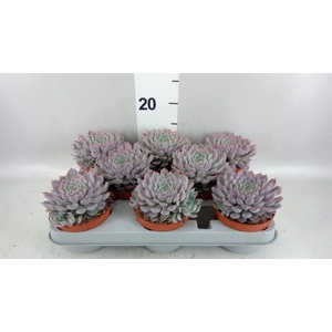 Echeveria cuspidata