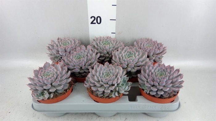 <h4>Echeveria cuspidata</h4>