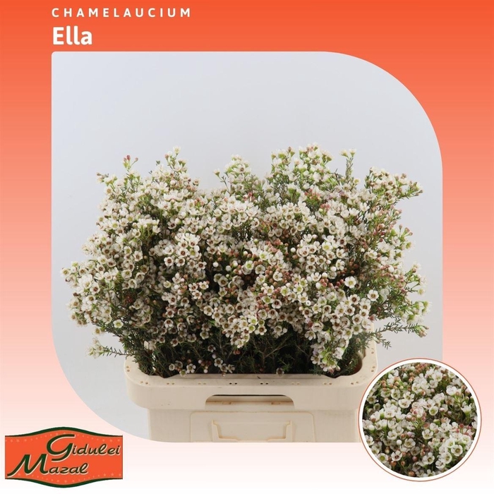 <h4>Chamelaucium Ella</h4>