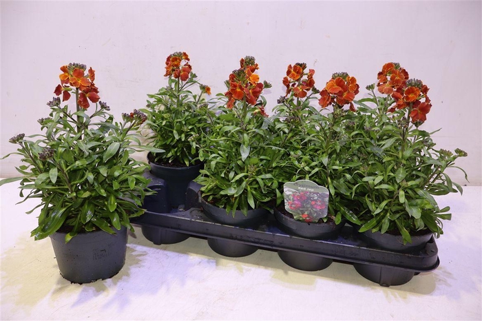 <h4>Erys Red Jep</h4>