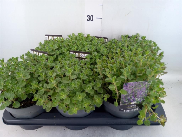 <h4>Nepeta faassenii</h4>