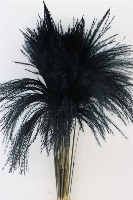 Dried Stipa Feather Black P. Stem
