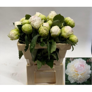 PAEO L BROTHER CHUCK