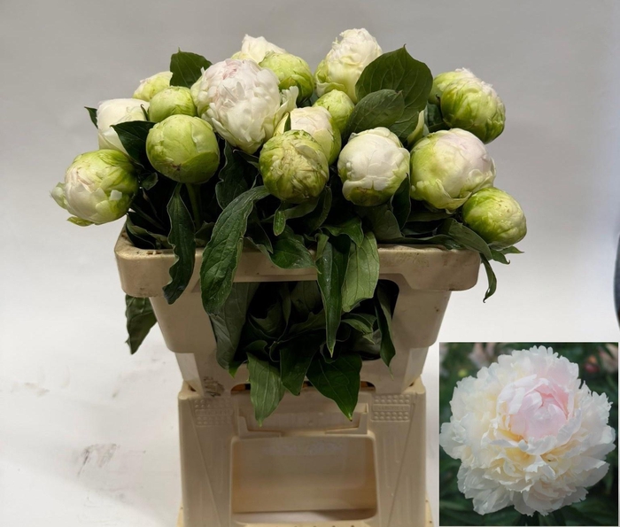 <h4>PAEO L BROTHER CHUCK</h4>