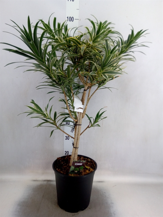 <h4>Dracaena refl.   ...</h4>