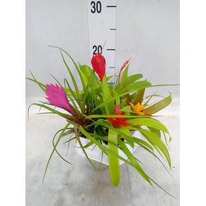 Bromelia   ...mix