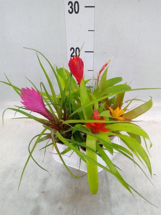 <h4>Bromelia   ...mix</h4>