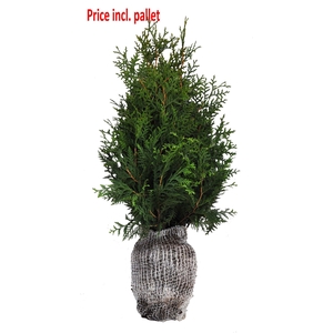 Thuja occ. brabant, plantmaat 60-80 cm - Rondgestoken - KLUIT