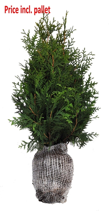 <h4>Thuja occ. brabant, plantmaat 60-80 cm - Rondgestoken - KLUIT</h4>
