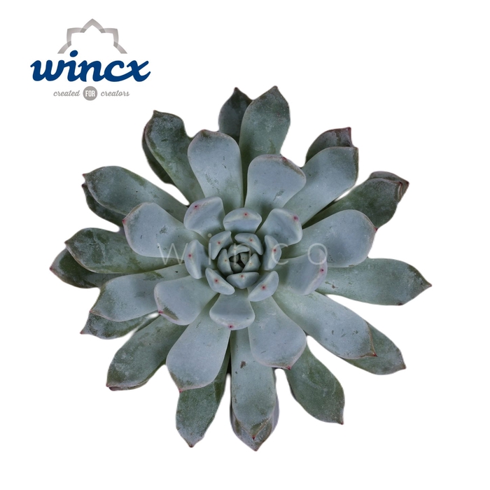 <h4>Echeveria Baena Cutflower</h4>