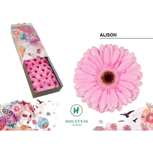 Gerbera GB 'Alison'