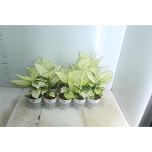 AGLAONEMA WHITE JOY P12