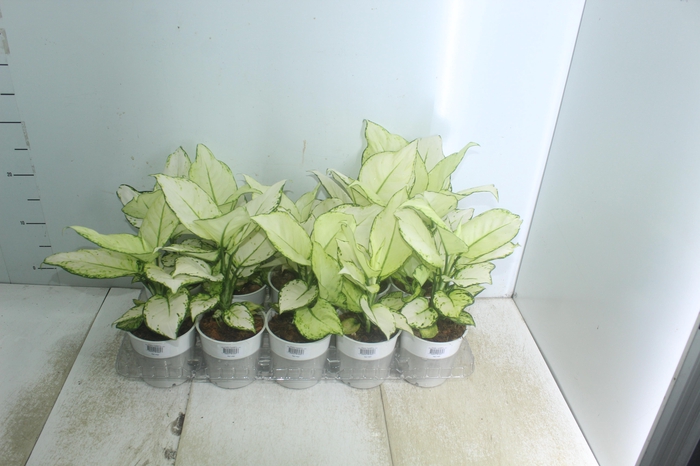 <h4>AGLAONEMA WHITE JOY P12</h4>