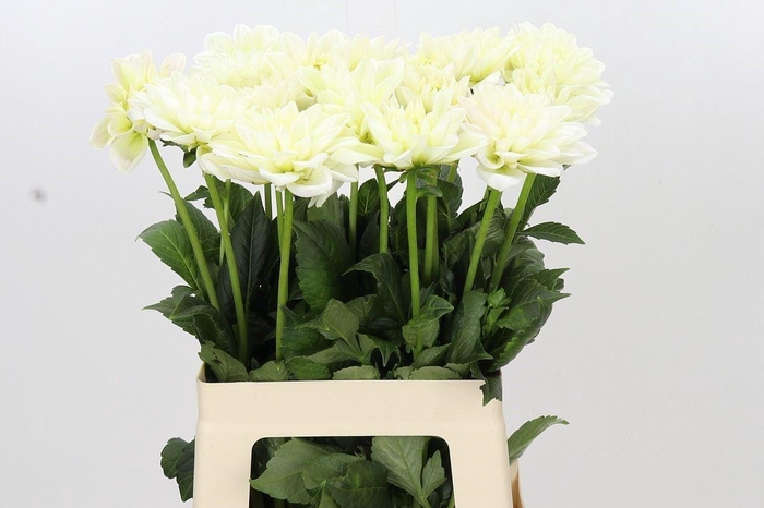 <h4>Dahlia DE 'Champagne'</h4>
