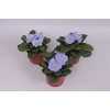 Primula acaulis Light Blue