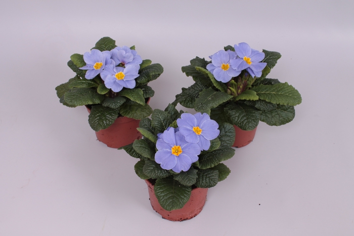 Primula acaulis Light Blue