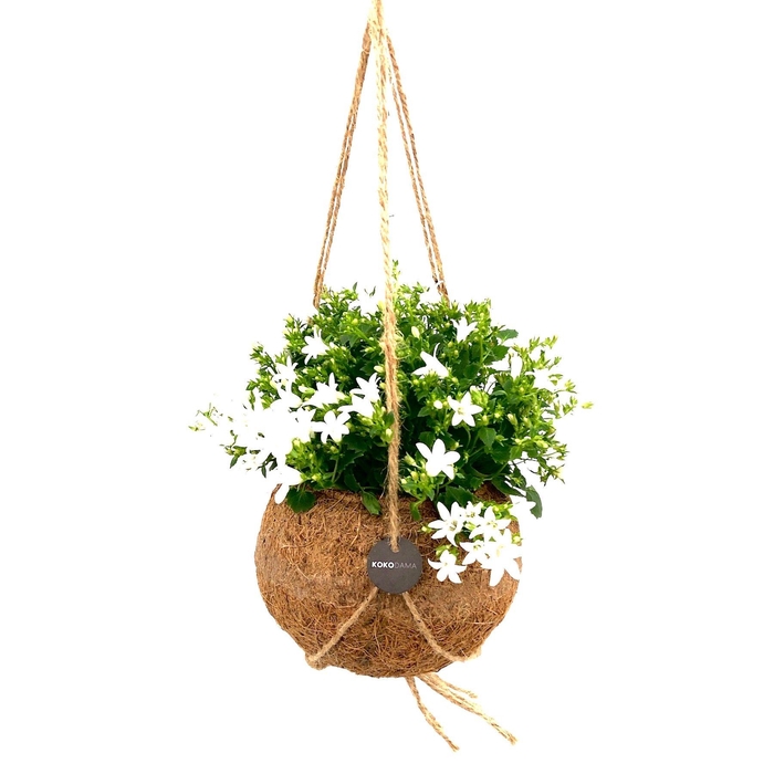<h4>Kokodama 15 cm Campanula White 'Addenda'</h4>