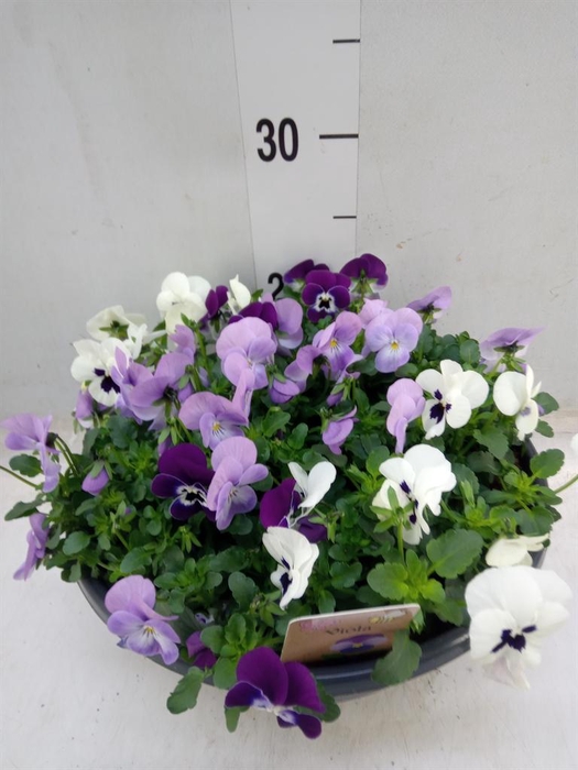 <h4>Viola corn.   ...</h4>